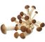 A cluster of brown-capped mushrooms with long, light-colored stems on a white background.
