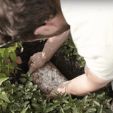 Image thumbnail: Plant and Grow Golden Enoki 'Plant & Grow' Mushroom Starter