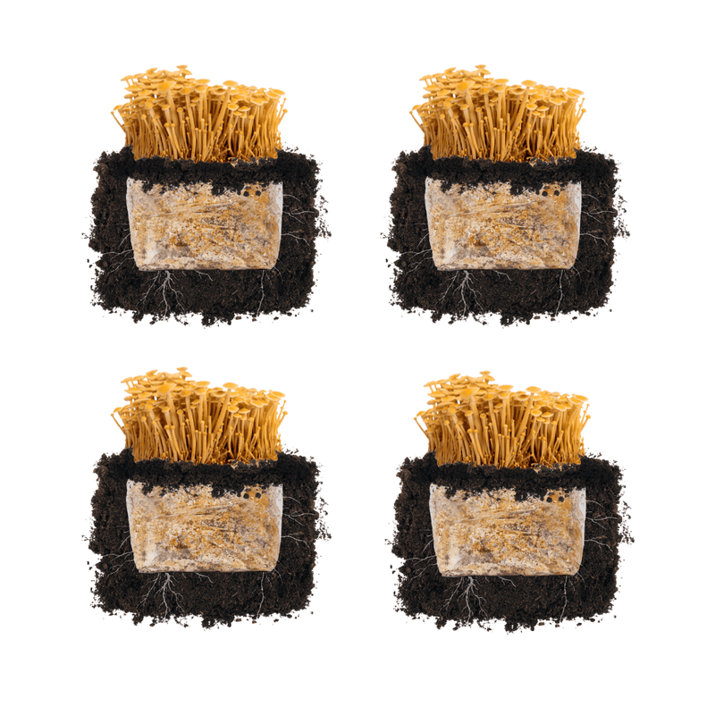 Plant and Grow Golden Enoki 'Plant & Grow' Mushroom Starter