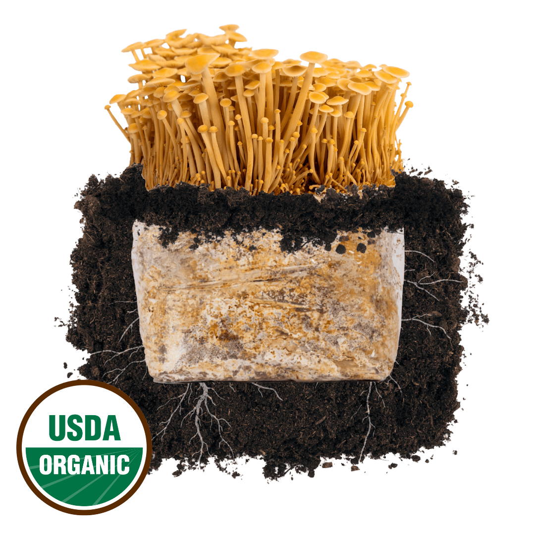 Plant and Grow Golden Enoki 'Plant & Grow' Mushroom Starter