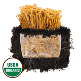 Image thumbnail: Plant and Grow Golden Enoki 'Plant & Grow' Mushroom Starter