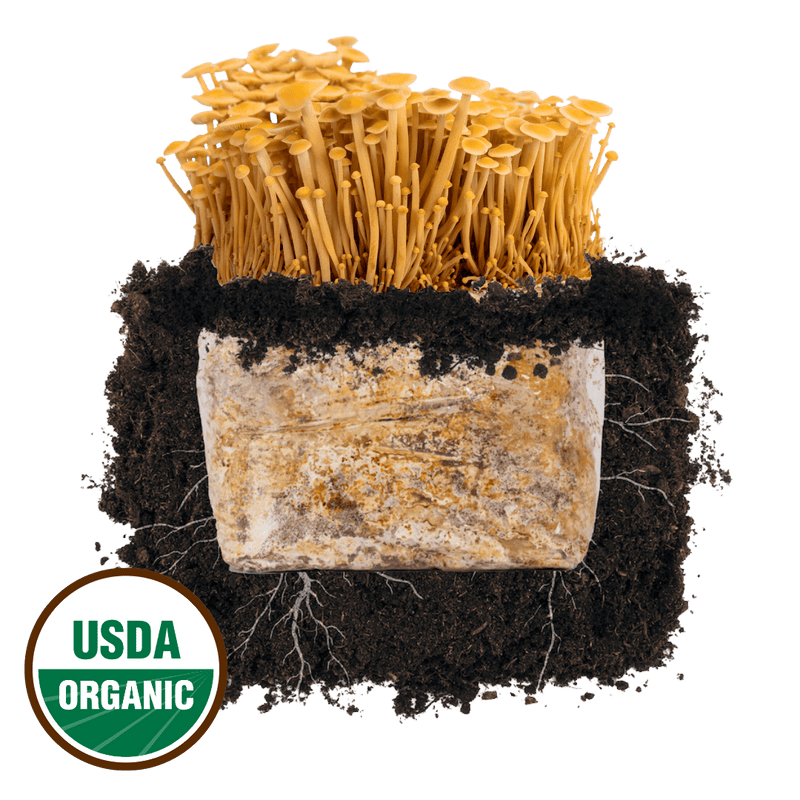 Plant and Grow Golden Enoki 'Plant & Grow' Mushroom Starter