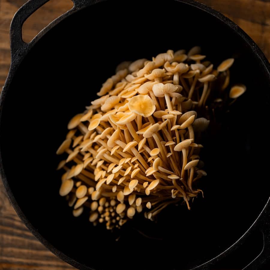 Plant and Grow Golden Enoki 'Plant & Grow' Mushroom Starter