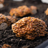 Image thumbnail: Plant and Grow Golden Enoki 'Plant & Grow' Mushroom Starter