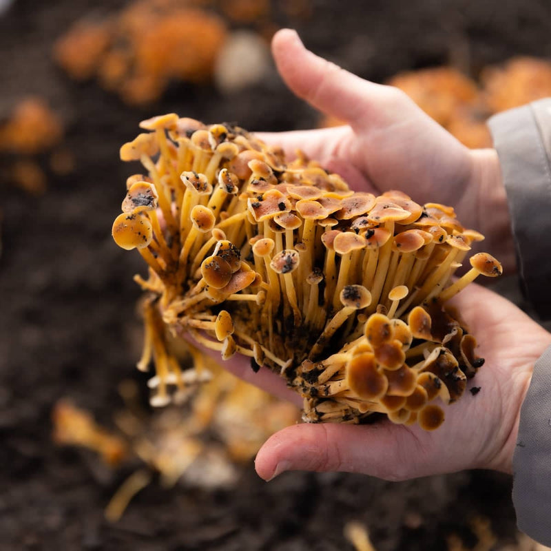 Plant and Grow Golden Enoki 'Plant & Grow' Mushroom Starter