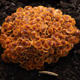 Image thumbnail: Plant and Grow Golden Enoki 'Plant & Grow' Mushroom Starter