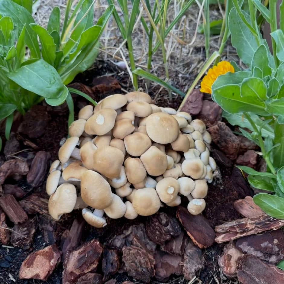 Pioppino Mushroom 'Plant & Grow' Garden Block | Outdoor Mushroom
