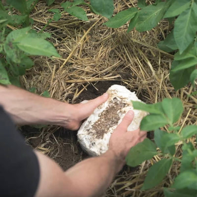 A person places a white, dirt-covered object into soil surrounded by straw and green plants in a garden.