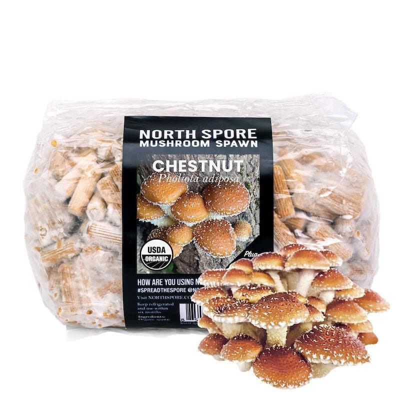 Plug Spawn Organic Chestnut Mushroom Plug Spawn