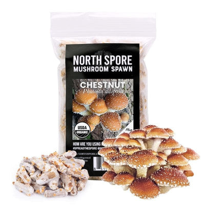 Organic Chestnut Mushroom Plug Spawn