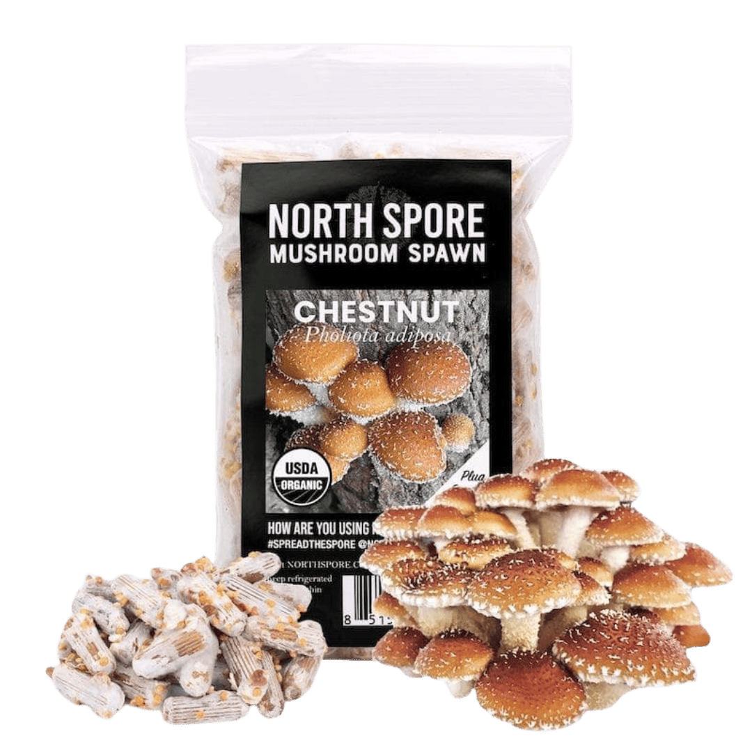 Plug Spawn Organic Chestnut Mushroom Plug Spawn