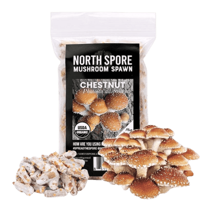 Organic Chestnut Mushroom Plug Spawn