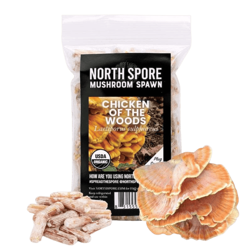 Plug Spawn Organic Chicken of the Woods Mushroom Plug Spawn