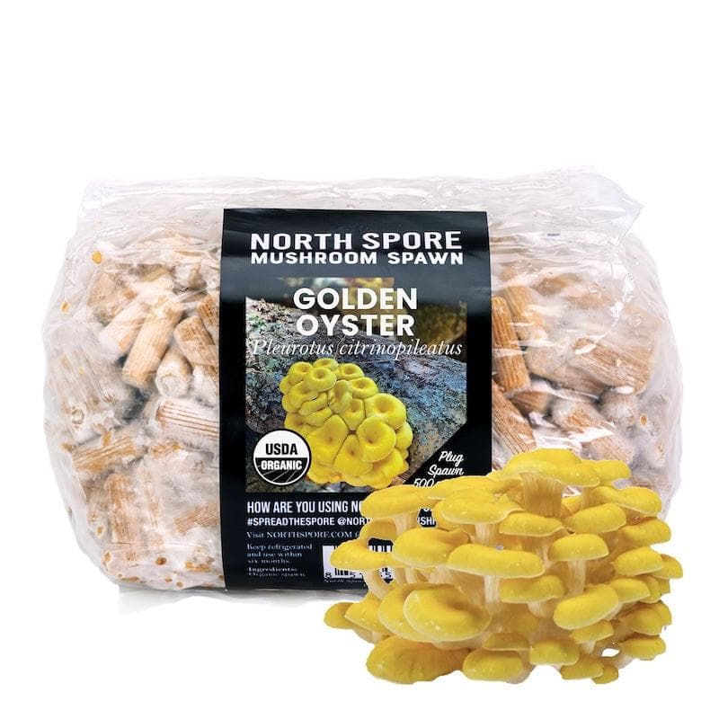 Plug Spawn Organic Golden Oyster Mushroom Plug Spawn