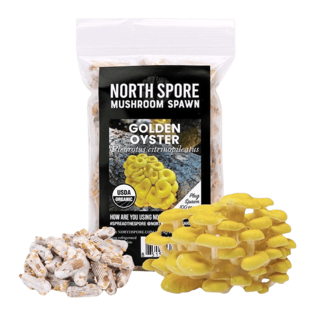 Plug Spawn Organic Golden Oyster Mushroom Plug Spawn