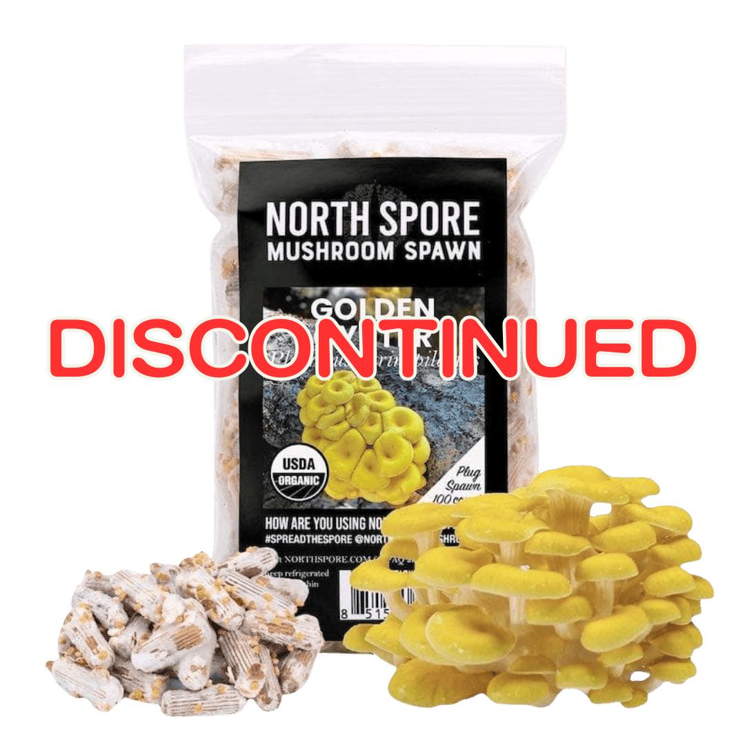 Plug Spawn Organic Golden Oyster Mushroom Plug Spawn