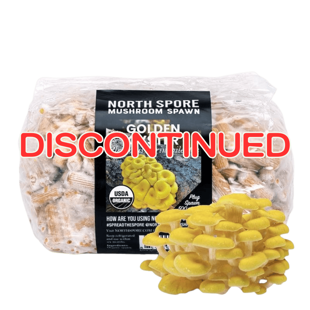 Plug Spawn Organic Golden Oyster Mushroom Plug Spawn