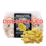 Image thumbnail: Plug Spawn Organic Golden Oyster Mushroom Plug Spawn