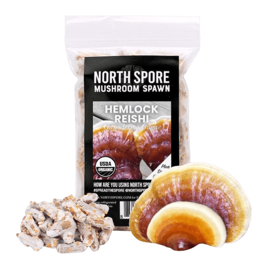 Plug Spawn Organic Hemlock Reishi Mushroom Plug Spawn