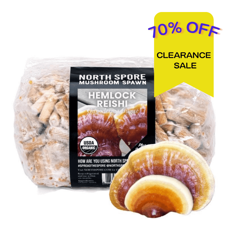 Plug Spawn Organic Hemlock Reishi Mushroom Plug Spawn