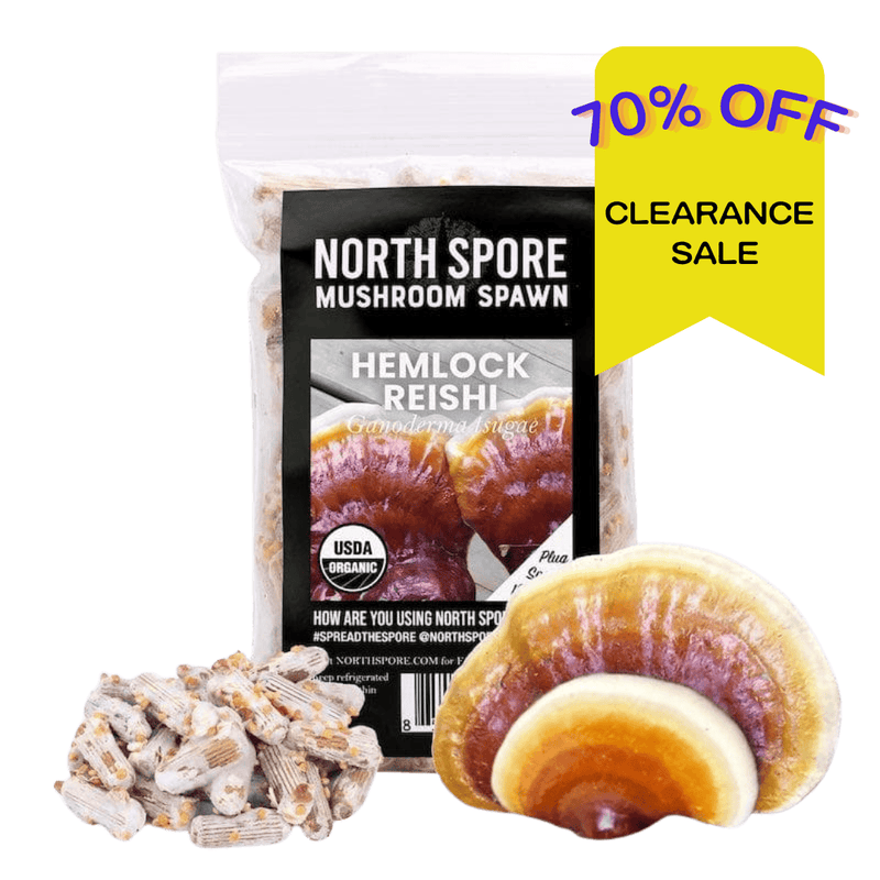 Plug Spawn Organic Hemlock Reishi Mushroom Plug Spawn
