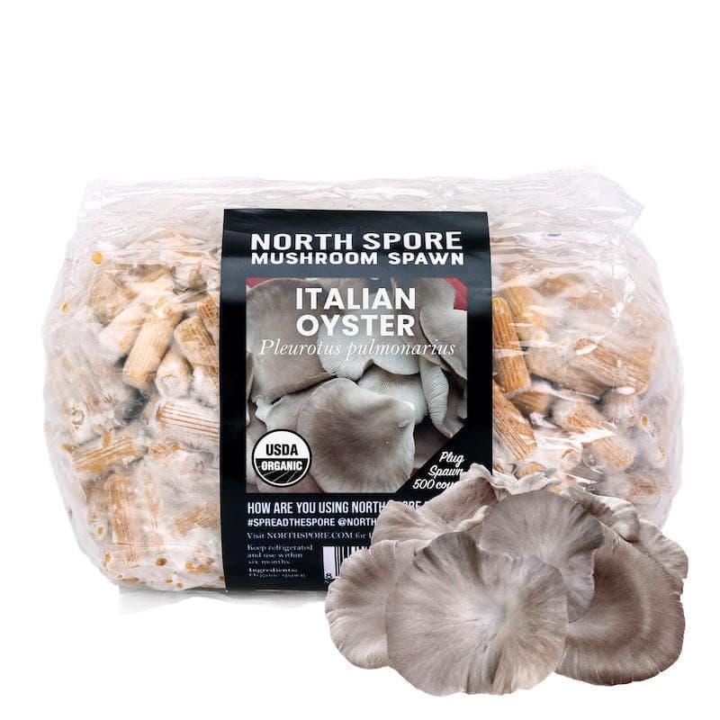 Plug Spawn Organic Italian Oyster Mushroom Plug Spawn