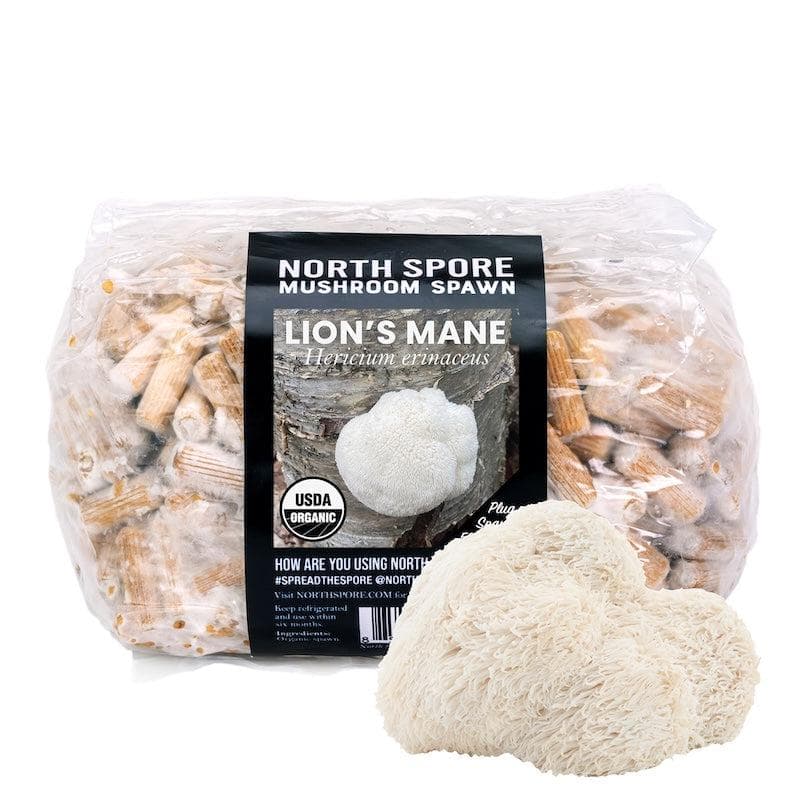 Plug Spawn Organic Lion's Mane Mushroom Plug Spawn