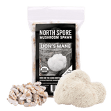 Image thumbnail: Plug Spawn Organic Lion's Mane Mushroom Plug Spawn