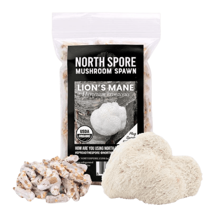 Plug Spawn Organic Lion's Mane Mushroom Plug Spawn