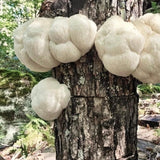 Image thumbnail: Plug Spawn Organic Lion's Mane Mushroom Plug Spawn