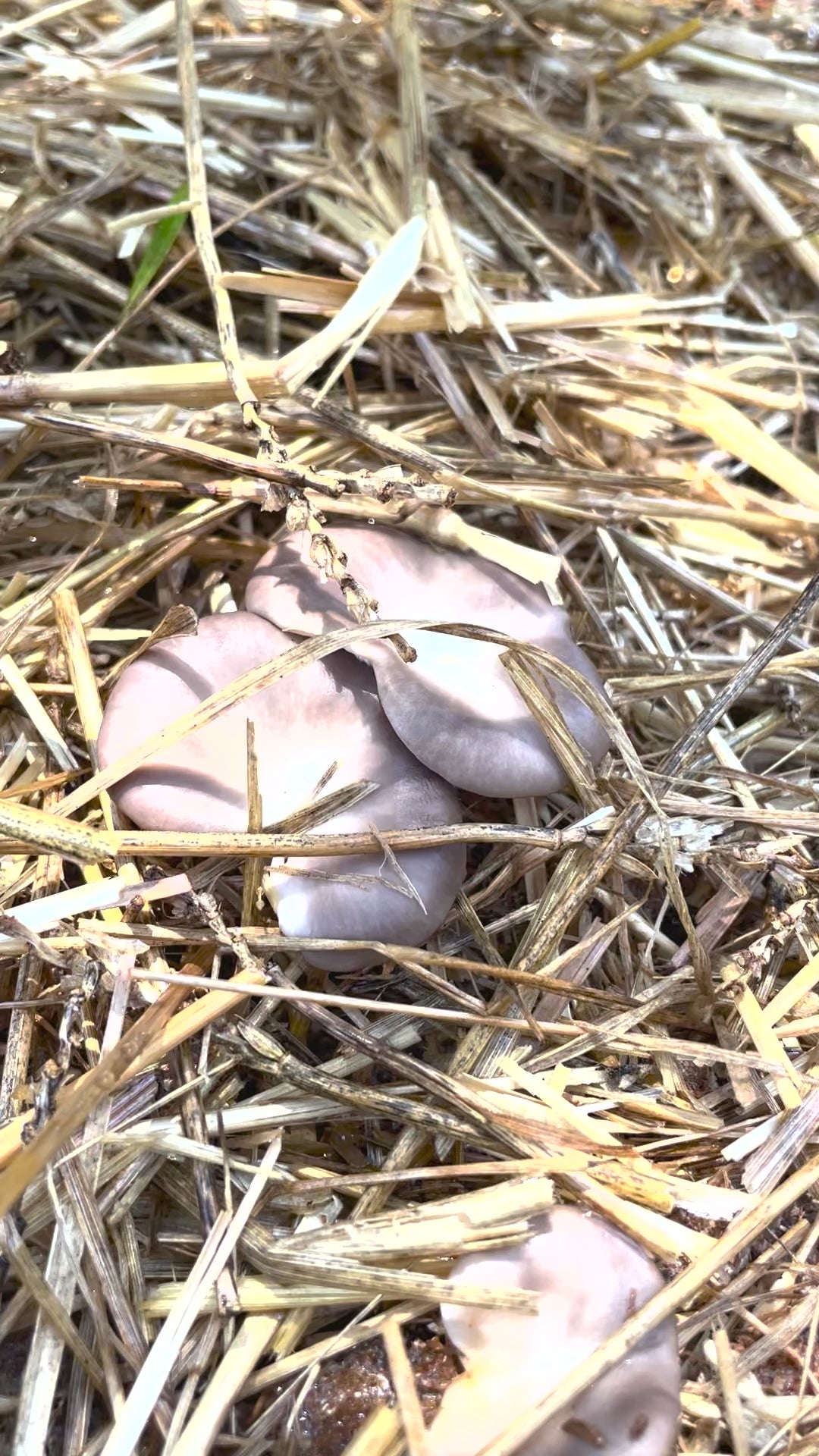Italian Oyster Mushroom Garden Bed Kit