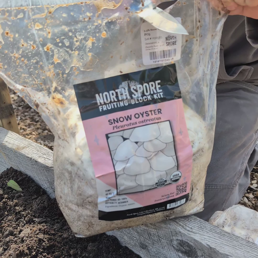 Pioppino Mushroom 'Plant & Grow' Garden Block | Outdoor Mushroom