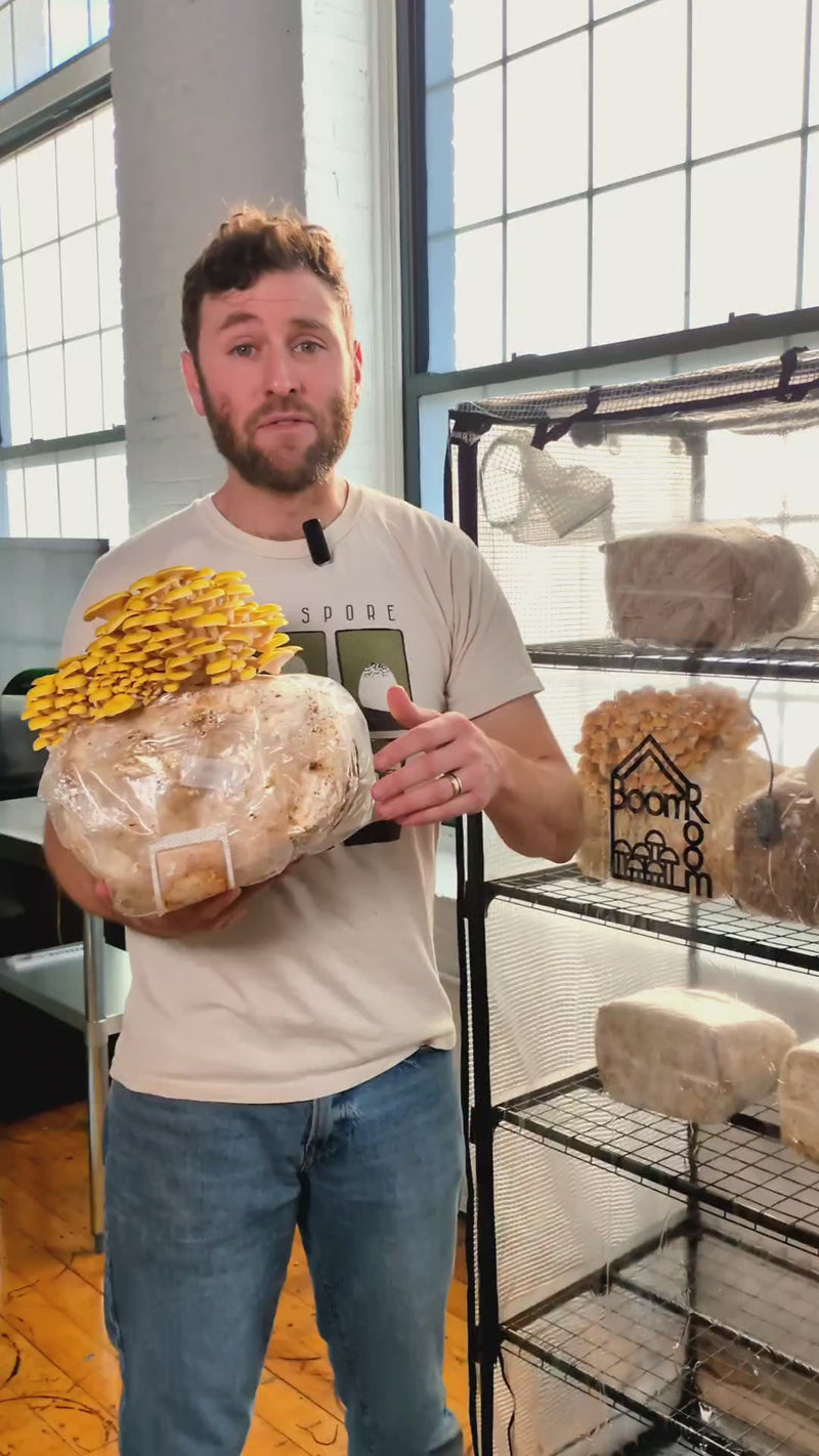 BoomRoom x Fruiting Blocks Bundle