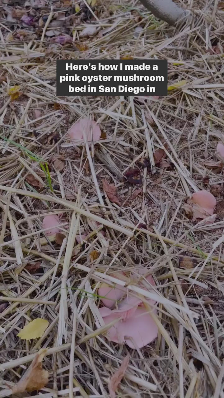 Pink Oyster Mushroom Garden Bed Kit
