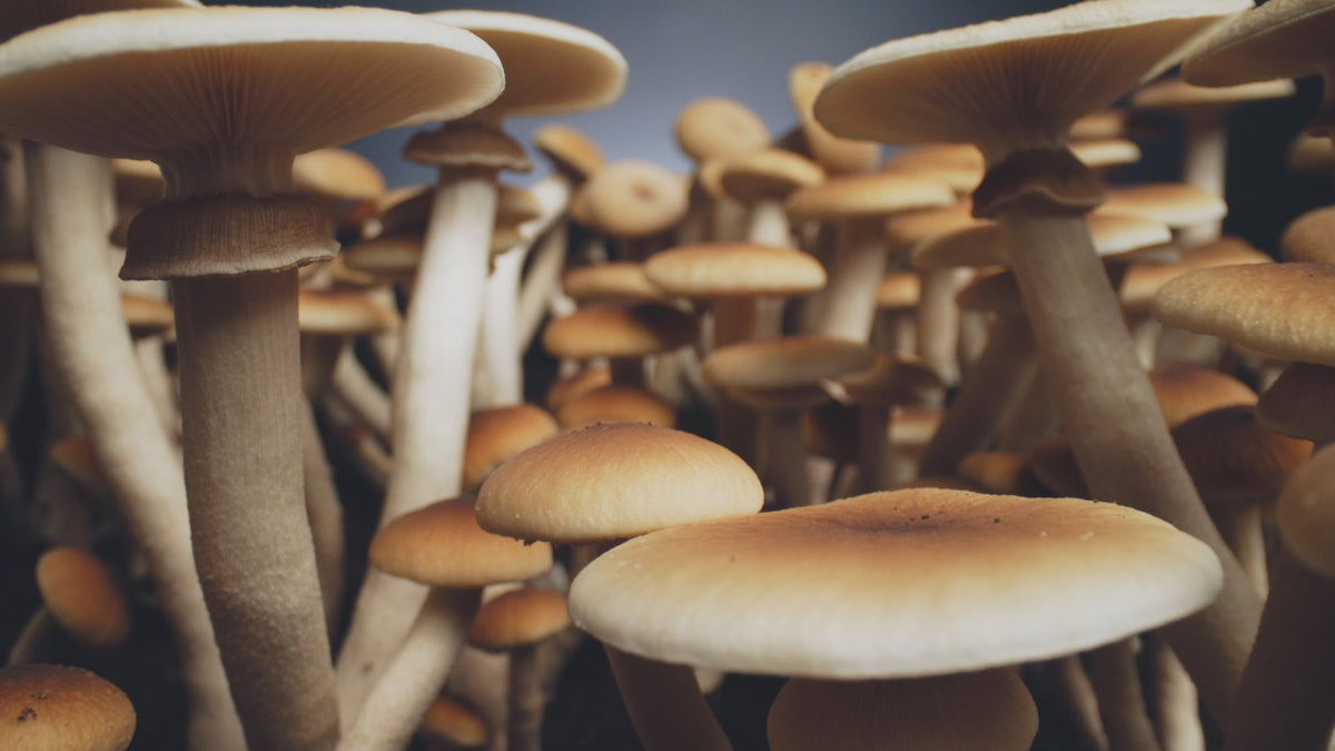 Automated 'Boomr Bin' Monotub Mushroom Grow Kit