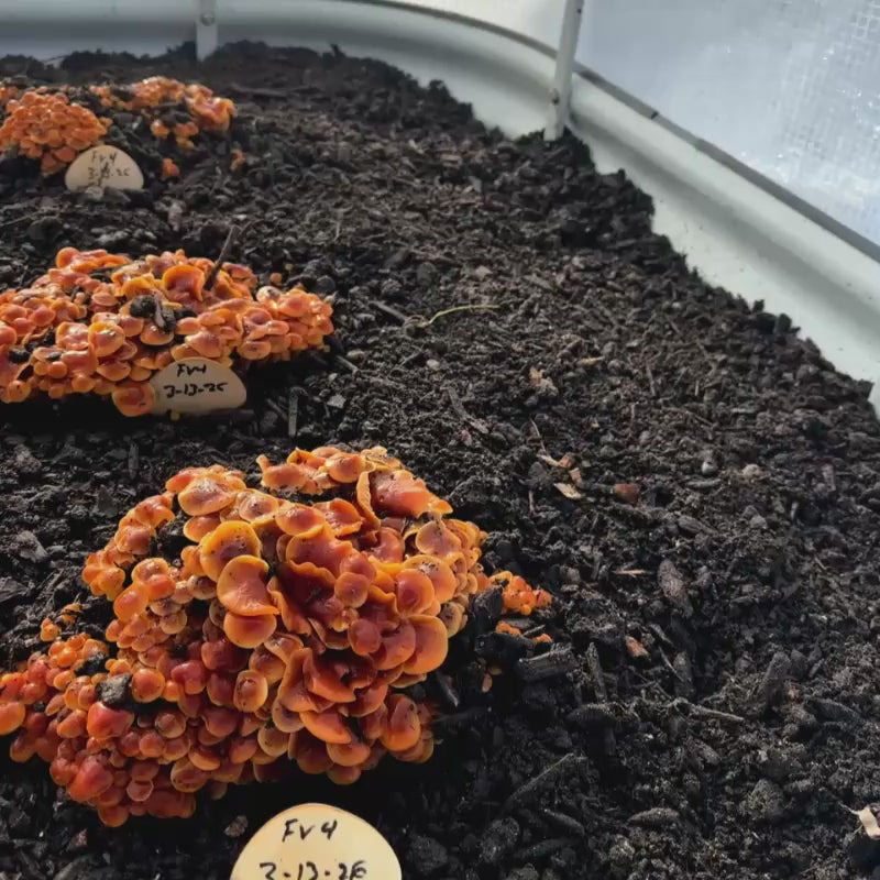 Golden Enoki 'Plant & Grow' Mushroom Starter