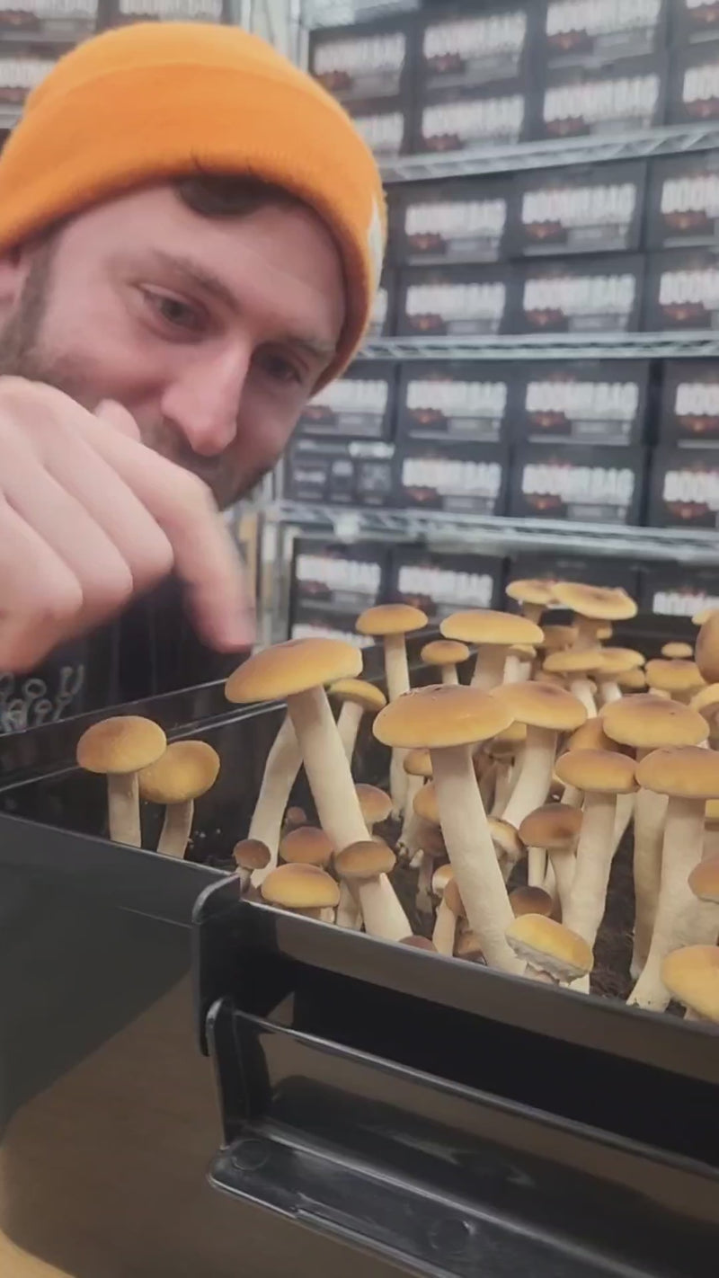 'Boomr Bin' + CVG Monotub Mushroom Grow Kit