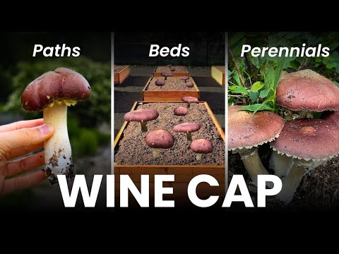 Wine Cap Garden Bed Kit