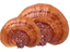 Three reddish-brown, fan-shaped reishi mushrooms with ridged surfaces and white-speckled stems on a white background.