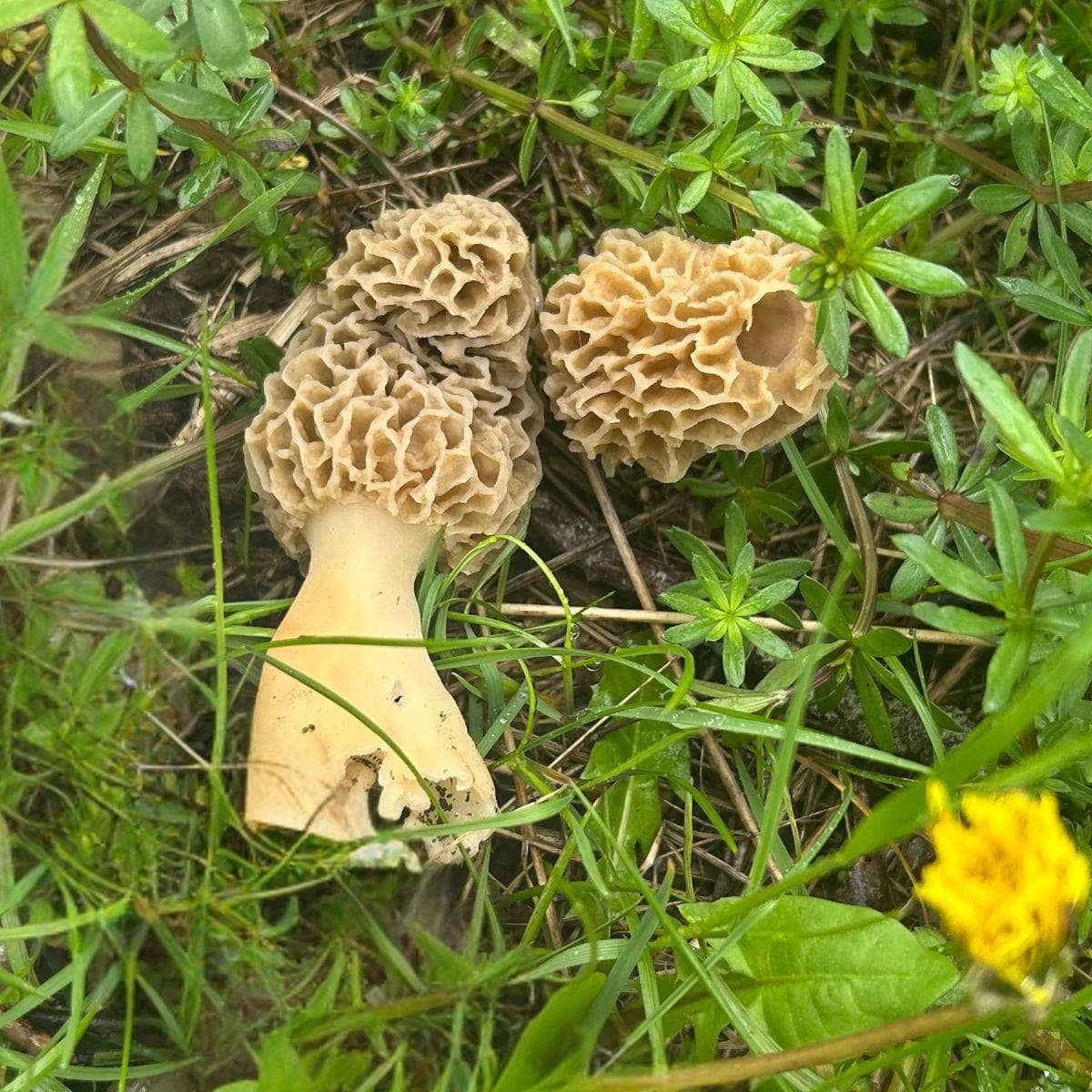 Apple morel mushrooms growing outdoors