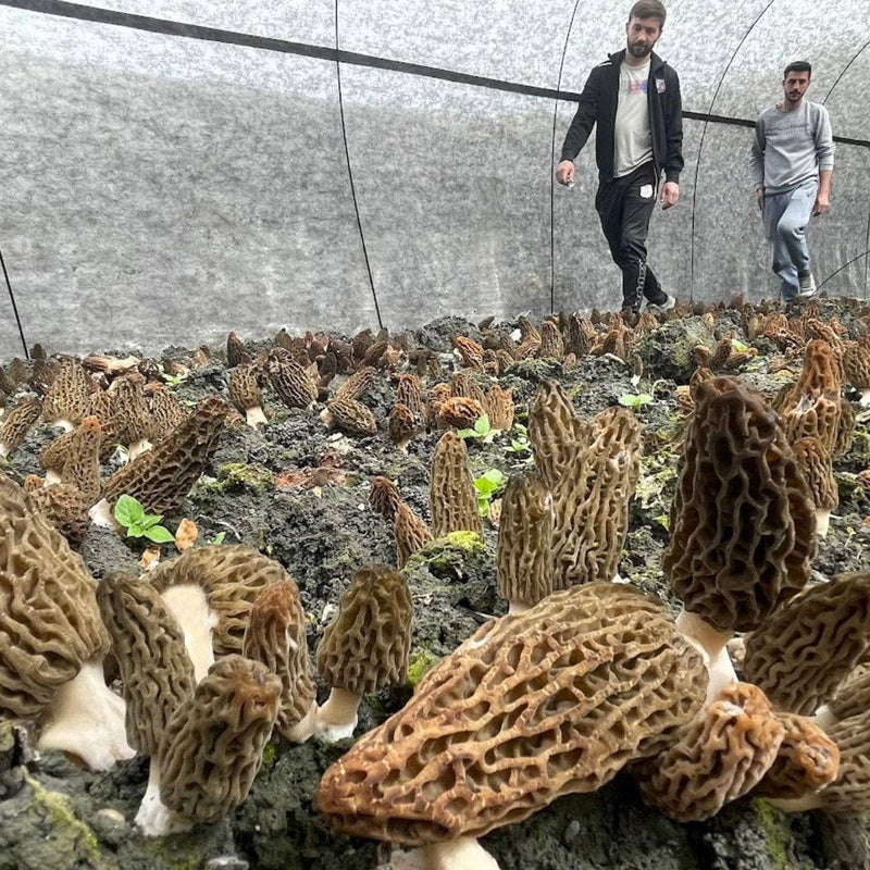Sawdust Spawn Buried Spawn Morel Mushroom Kit