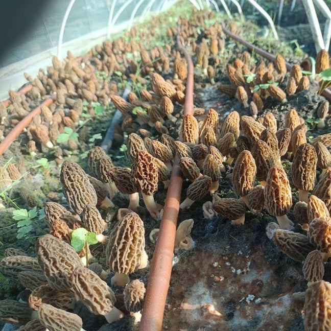 CERAMYCA Buried Pod Morel Kit