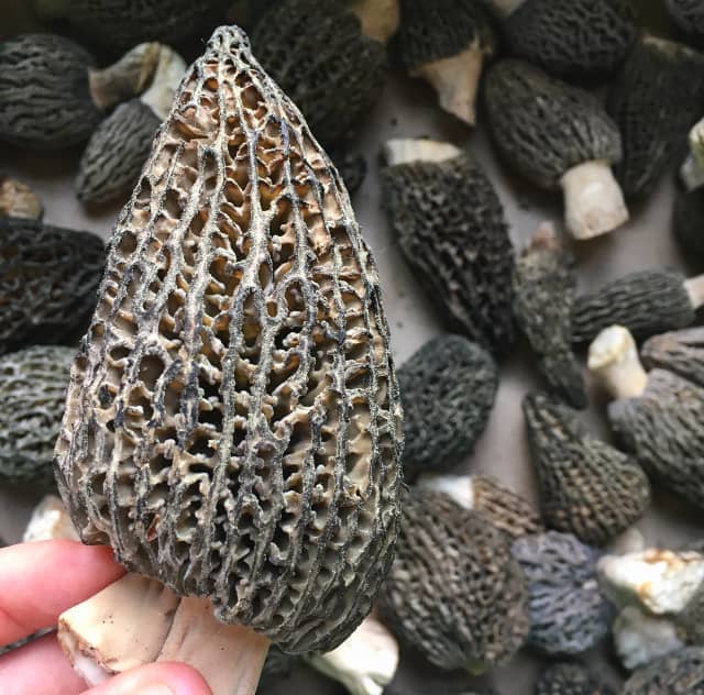 Burn morel mushrooms