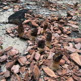 Image thumbnail: Sawdust Spawn Burn Morel Mushroom Habitat Kit