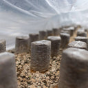 Morel Garden Kit