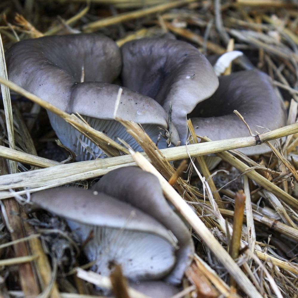 Sawdust Spawn MycoStraw