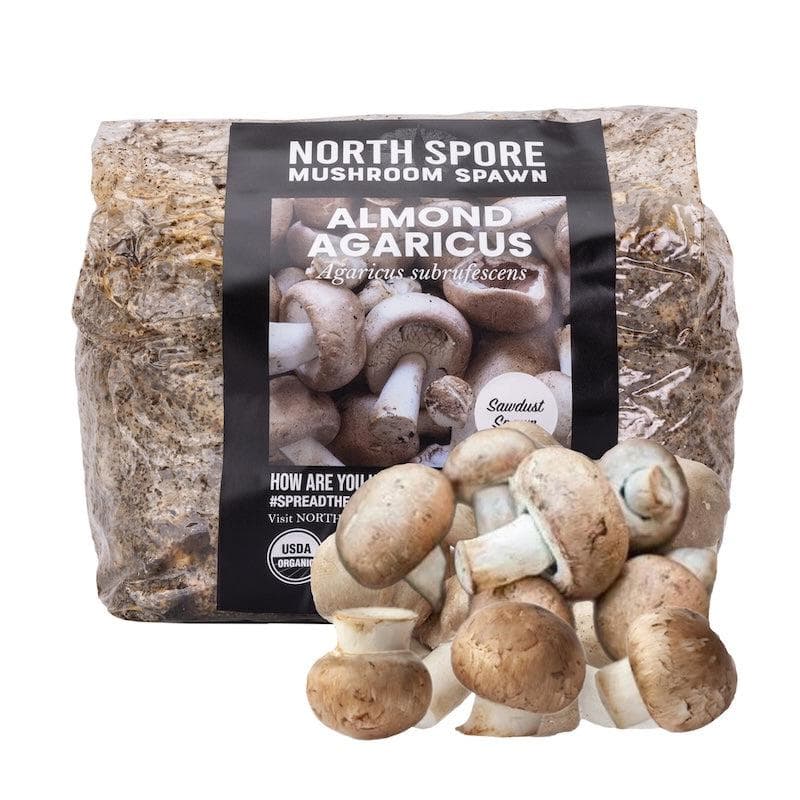Organic Almond Agaricus Mushroom Sawdust Spawn | North Spore