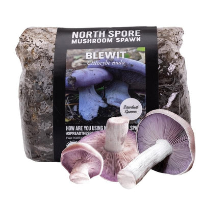 Organic Blewit Mushroom Sawdust Spawn