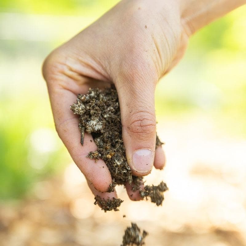 Sawdust Spawn Organic Blewit Mushroom Sawdust Spawn