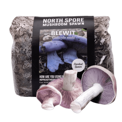 Organic Blewit Mushroom Sawdust Spawn